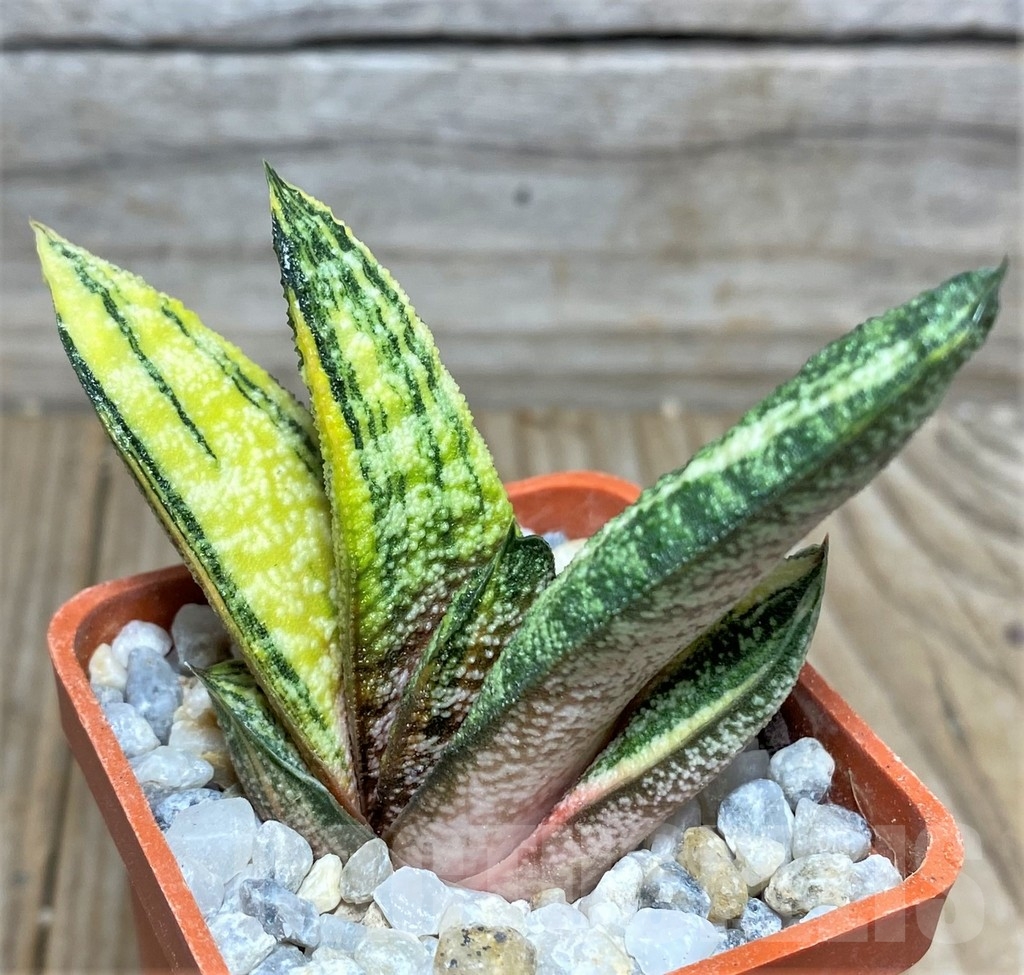 SHPR18528 Gasteria batesiana f. variegata, yellow