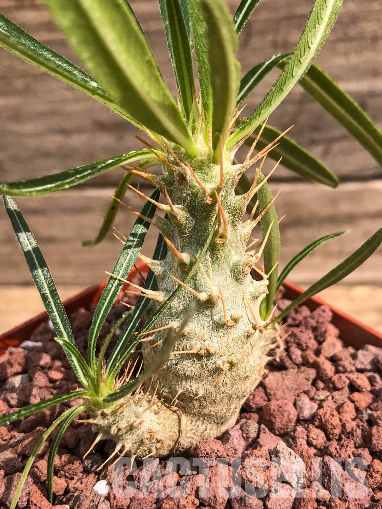 LOT212 10 SEEDS Pachypodium cactipes - Зображення 3