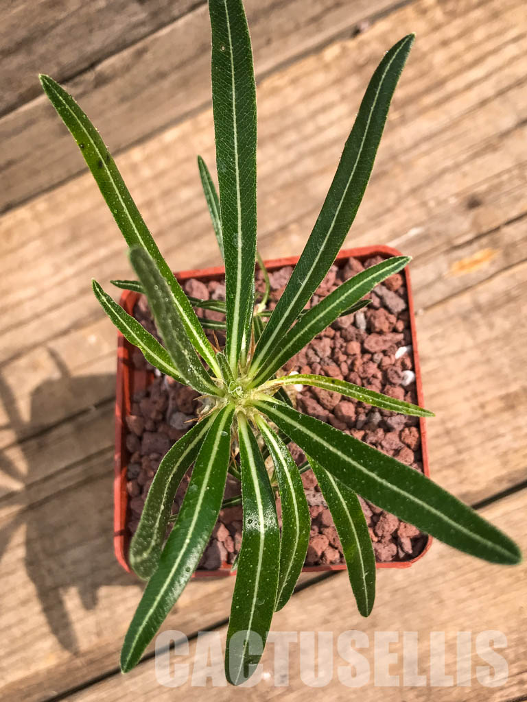 LOT212 10 SEEDS Pachypodium cactipes - Зображення 4