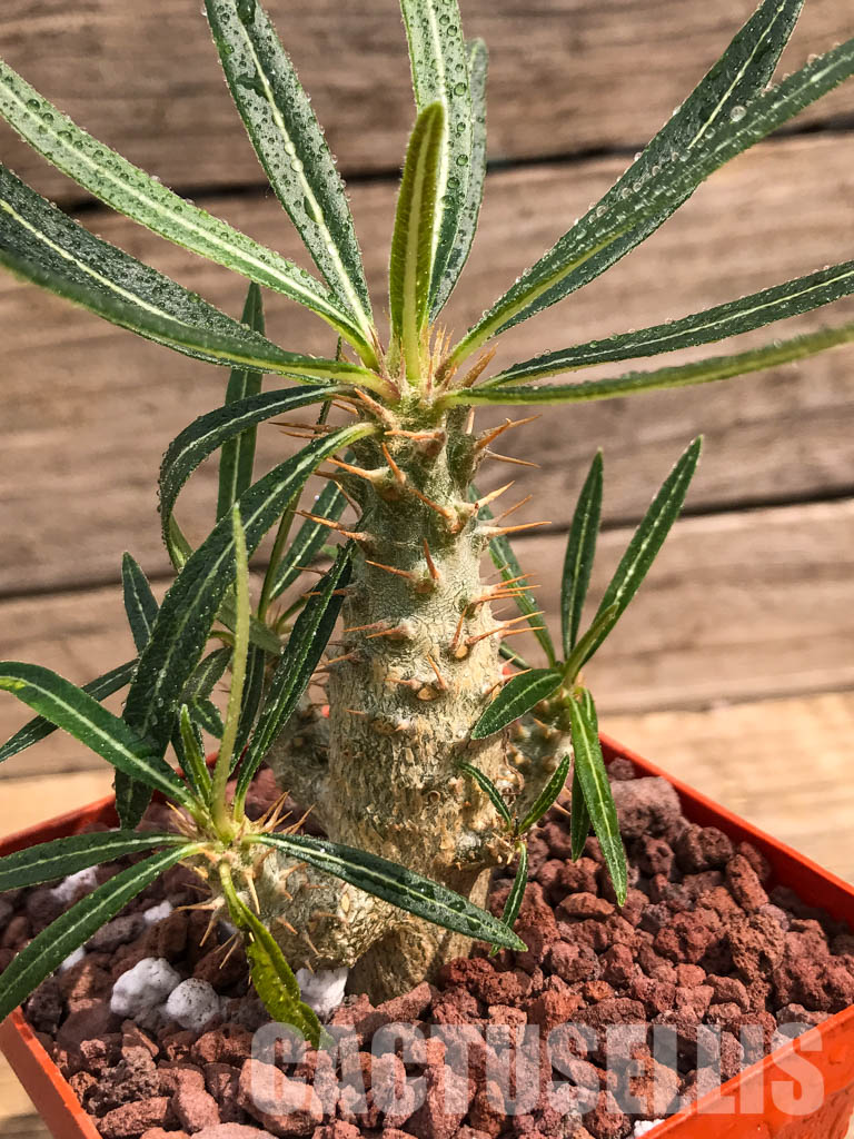 LOT212 10 SEEDS Pachypodium cactipes - Зображення 5
