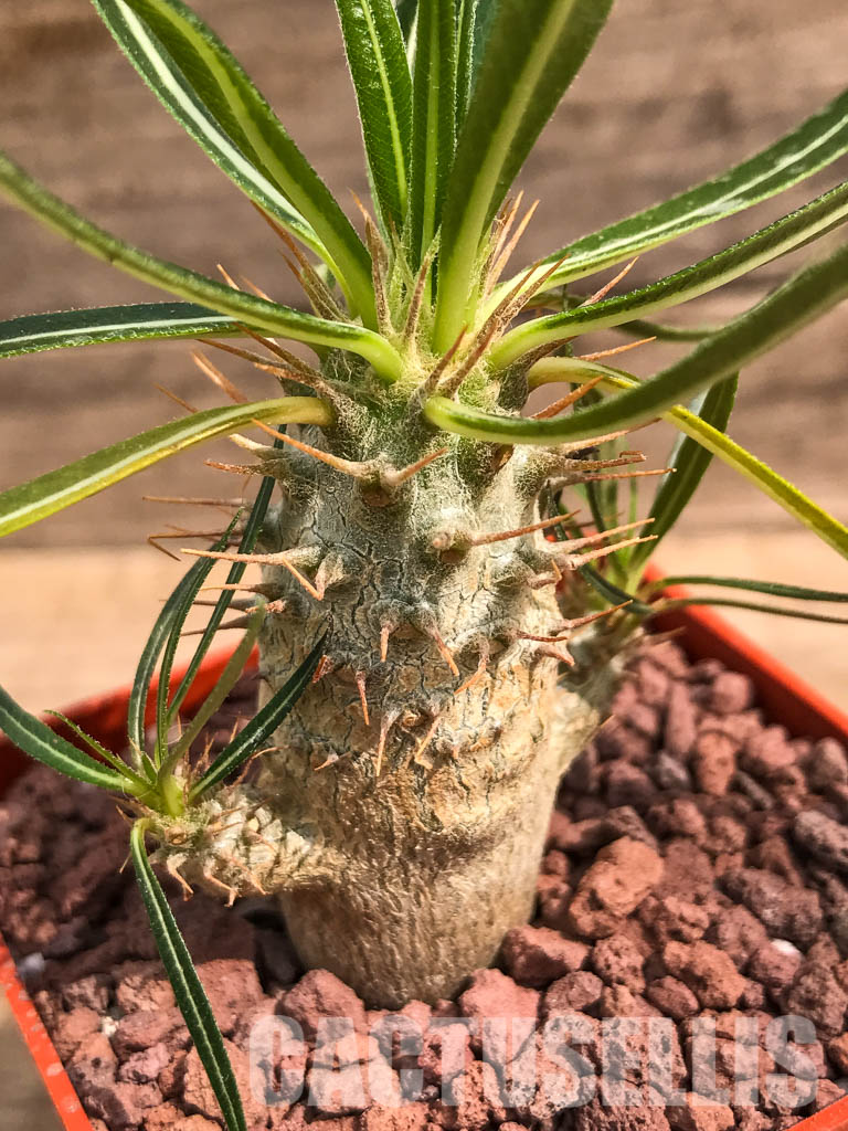 LOT212 10 SEEDS Pachypodium cactipes - Зображення 7