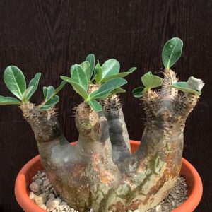 The best Pachypodium cactus plants for sale - Cactus-online.net