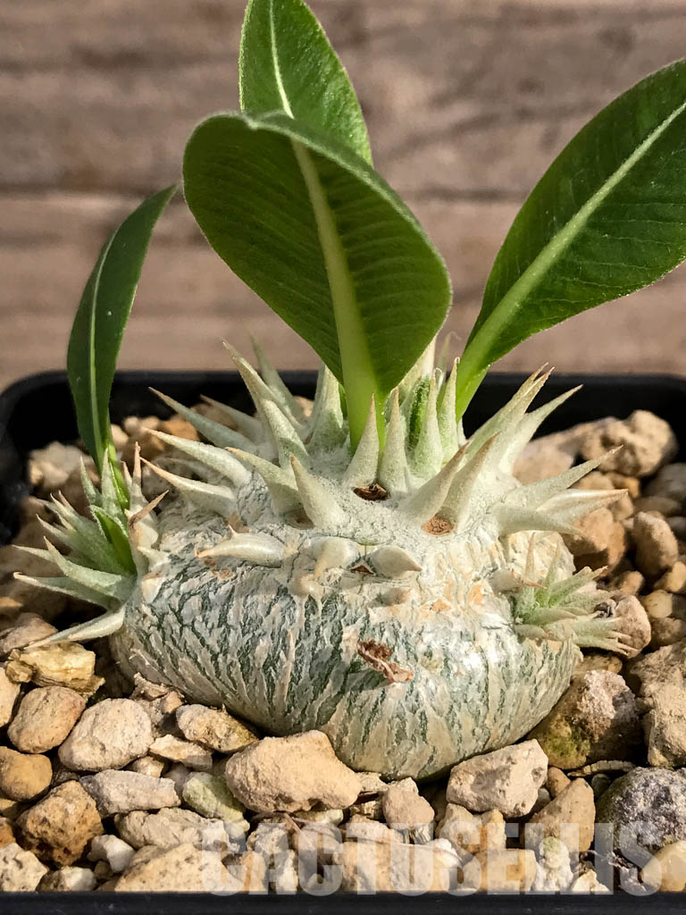 LOT211 10 SEEDS Pachypodium brevicaule, leucoxanthum - Image 2