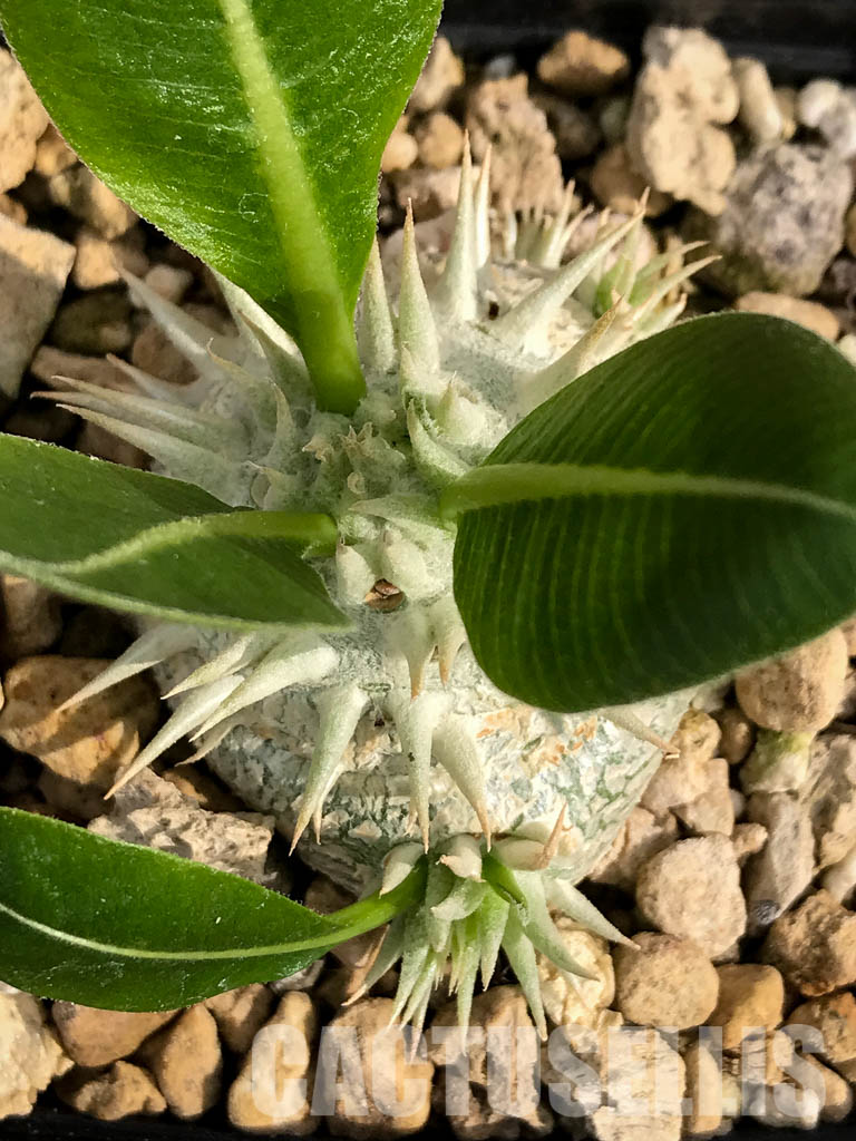 LOT211 10 SEEDS Pachypodium brevicaule, leucoxanthum - Image 4