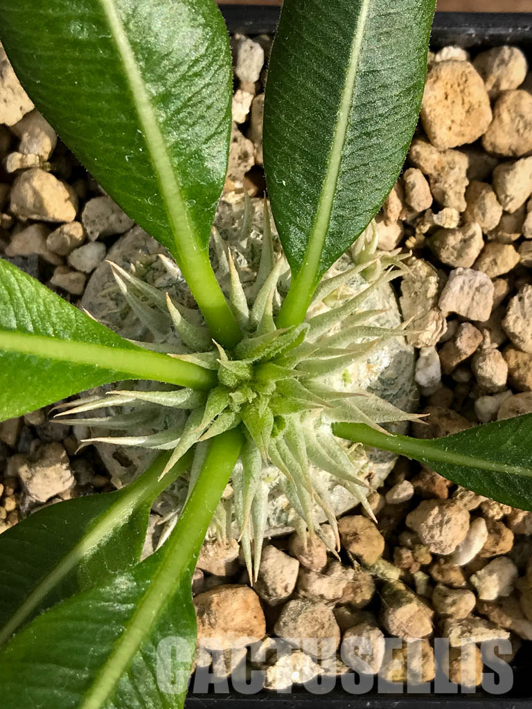 LOT211 10 SEEDS Pachypodium brevicaule, leucoxanthum - Image 5