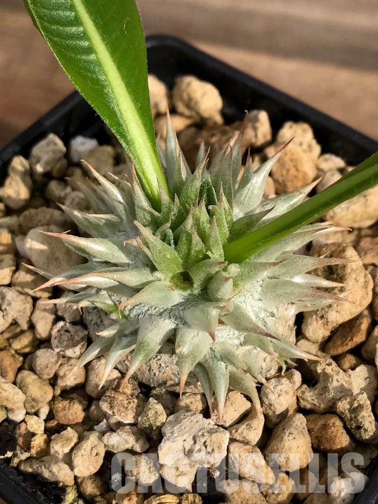 LOT211 10 SEEDS Pachypodium brevicaule, leucoxanthum - Image 7