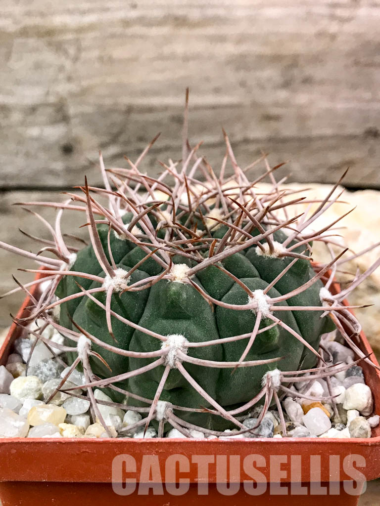 SHPR4696 Gymnocalycium mazanense VG 660, Catamarca (Cuesta de la Sebila, 1063m), Argentina - Image 2