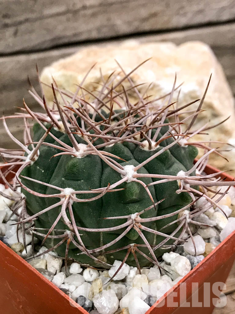 SHPR4696 Gymnocalycium mazanense VG 660, Catamarca (Cuesta de la Sebila, 1063m), Argentina