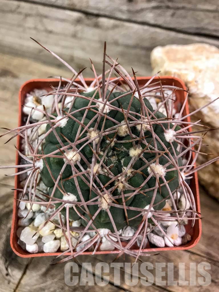 SHPR4696 Gymnocalycium mazanense VG 660, Catamarca (Cuesta de la Sebila, 1063m), Argentina - Image 4