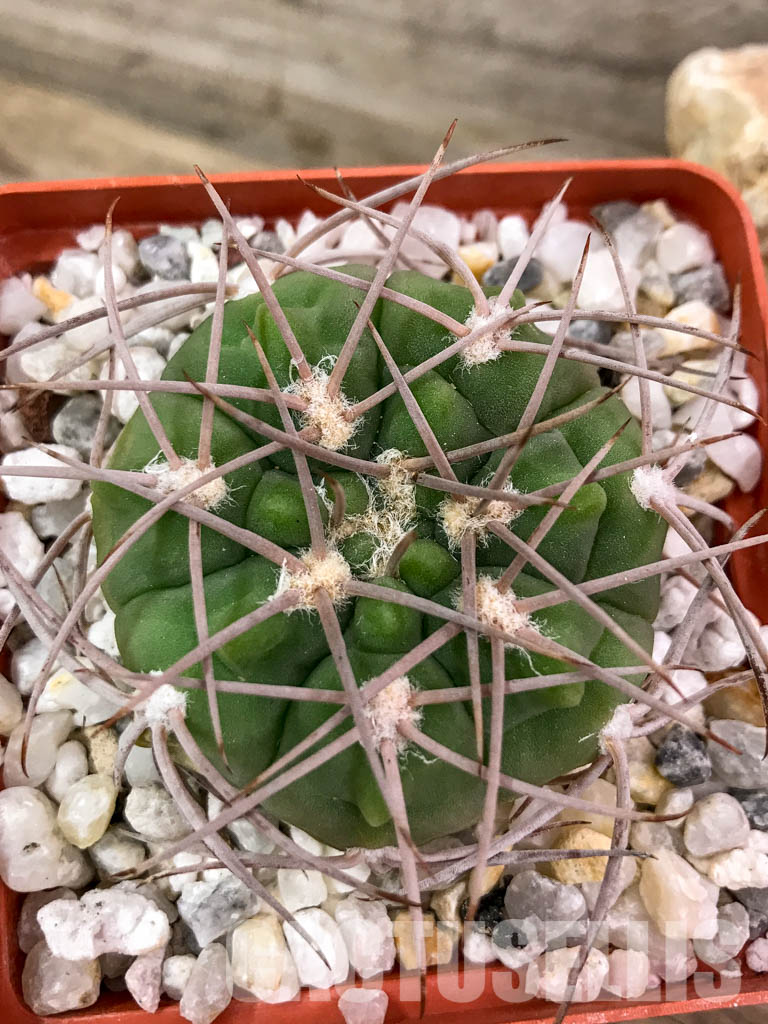 SHPR4696 Gymnocalycium mazanense VG 660, Catamarca (Cuesta de la Sebila, 1063m), Argentina - Image 5