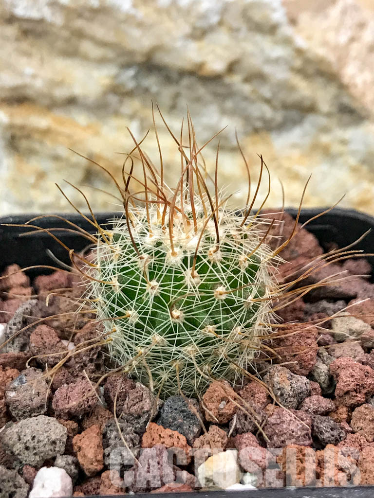SHPR4702 Echinofossulocactus spec. aff. dichroacanthus L 1564, Sierra de Salamanca, Mexico - Image 2