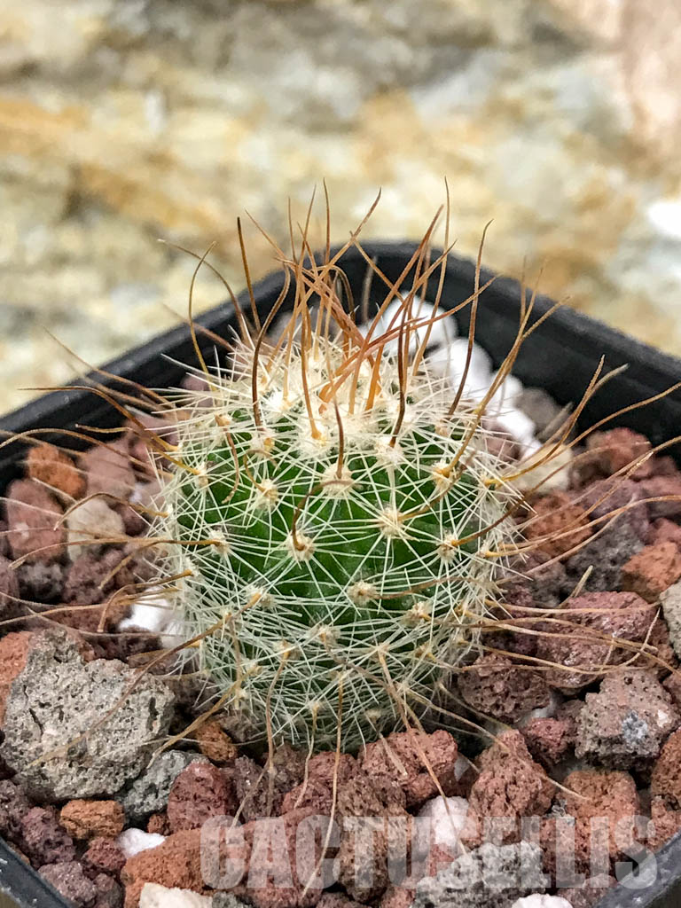 SHPR4702 Echinofossulocactus spec. aff. dichroacanthus L 1564, Sierra de Salamanca, Mexico