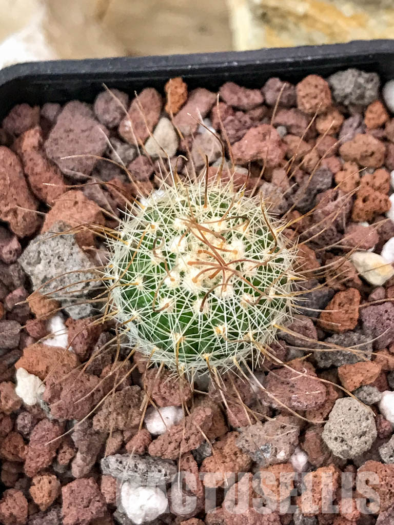 SHPR4702 Echinofossulocactus spec. aff. dichroacanthus L 1564, Sierra de Salamanca, Mexico - Image 4