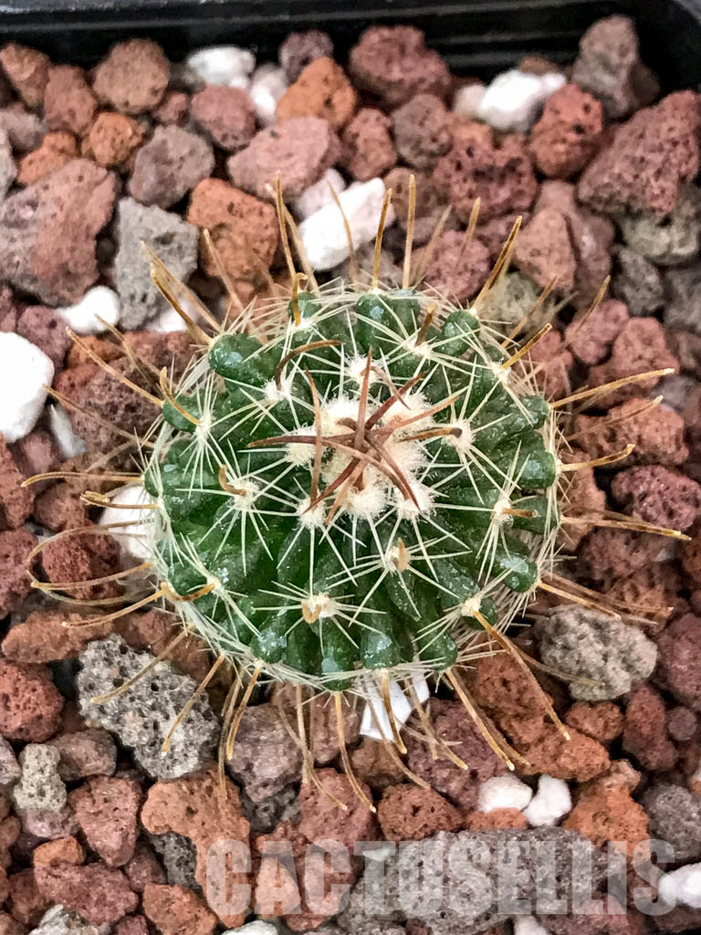 SHPR4702 Echinofossulocactus spec. aff. dichroacanthus L 1564, Sierra de Salamanca, Mexico - Image 5