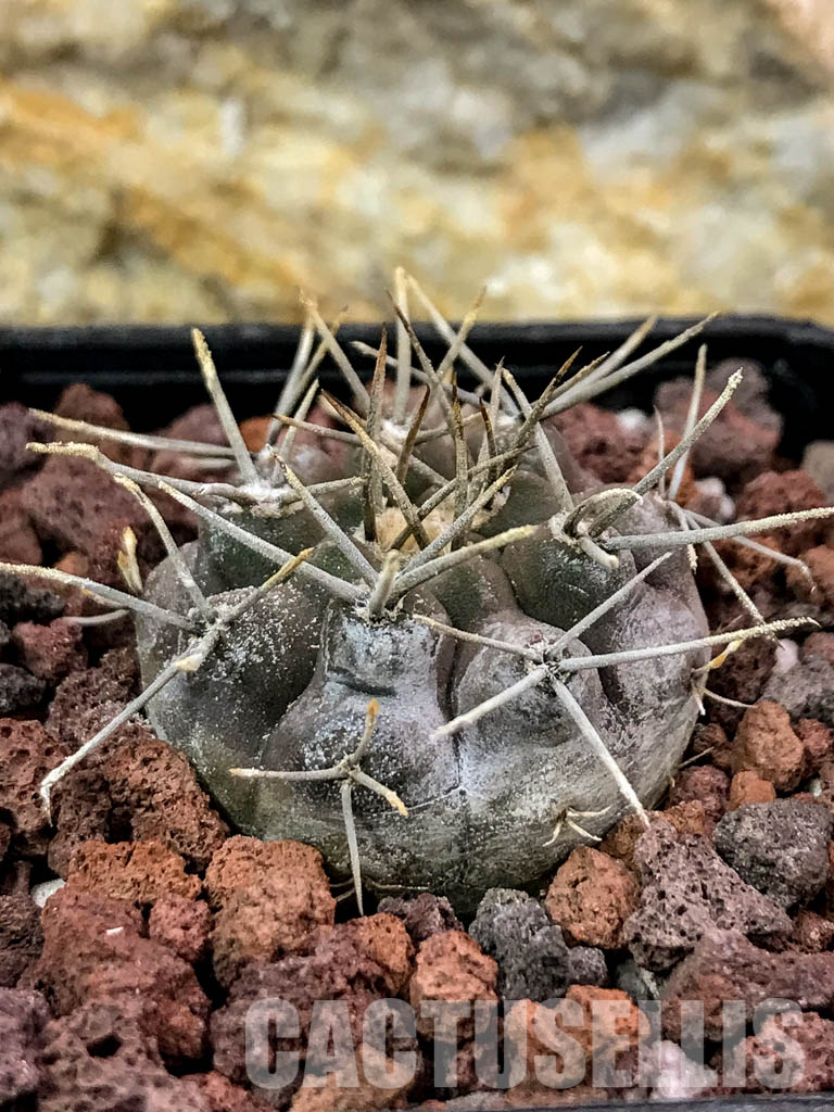 SHPR4706 Gymnocalycium riojense - Image 2