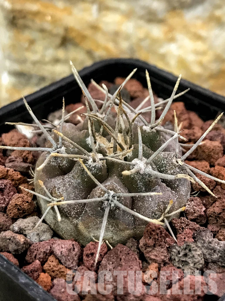 SHPR4706 Gymnocalycium riojense - Image 3