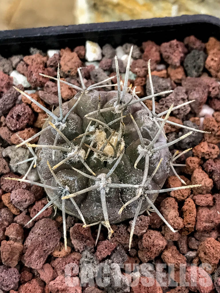 SHPR4706 Gymnocalycium riojense