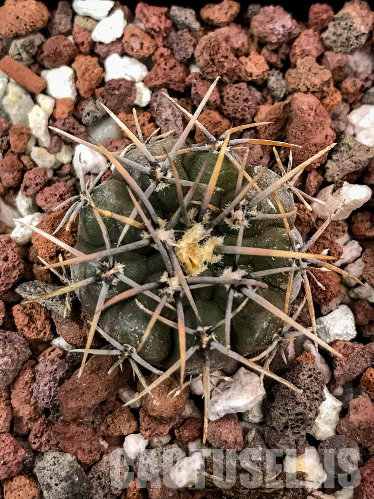 SHPR4706 Gymnocalycium riojense - Image 5