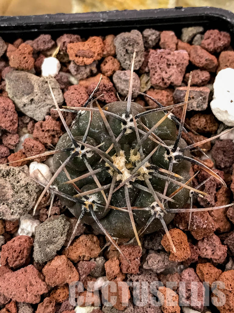 SHPR4706 Gymnocalycium riojense - Image 6