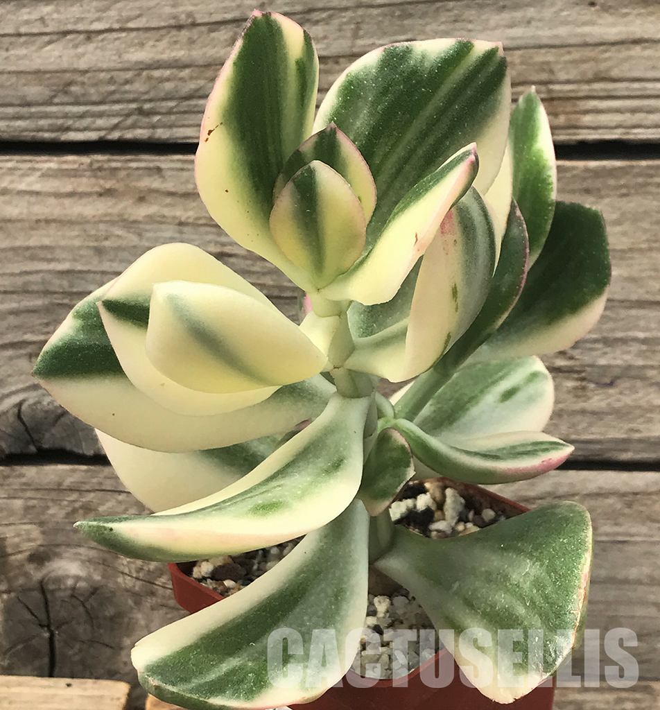 SHPR4715 Crassula ovata white variegated