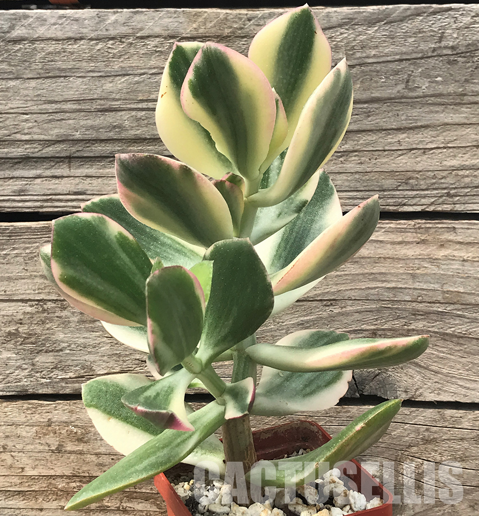 SHPR4715 Crassula ovata white variegated - Image 3