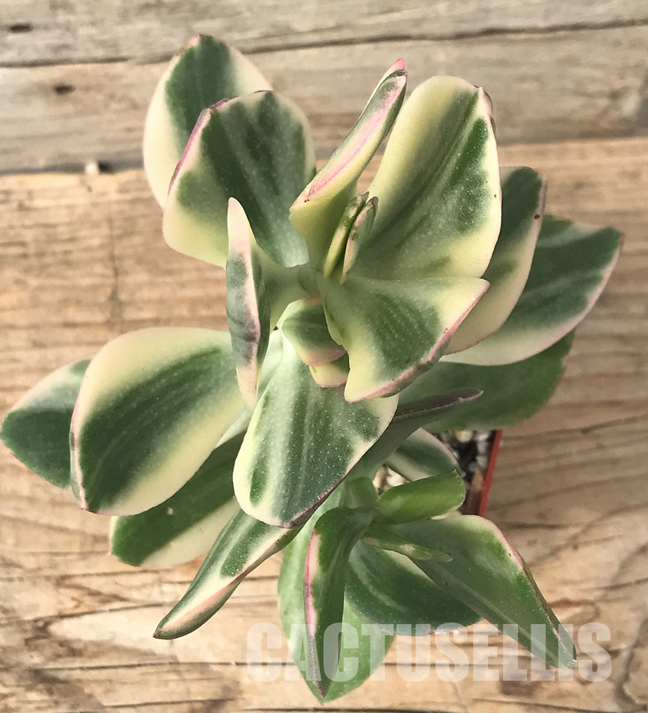 SHPR4715 Crassula ovata white variegated - Image 4