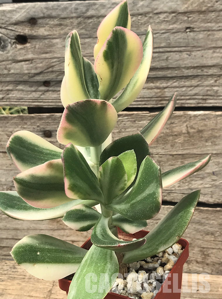 SHPR4715 Crassula ovata white variegated - Image 5
