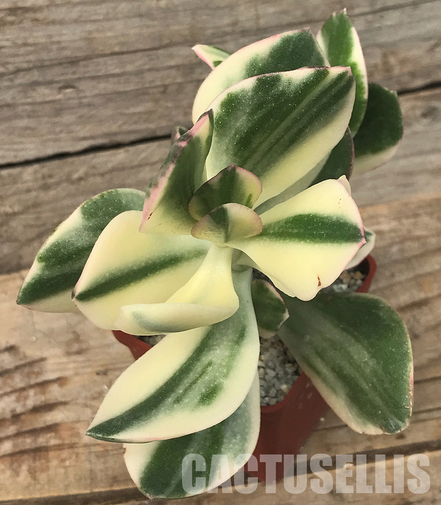 SHPR4715 Crassula ovata white variegated - Image 6