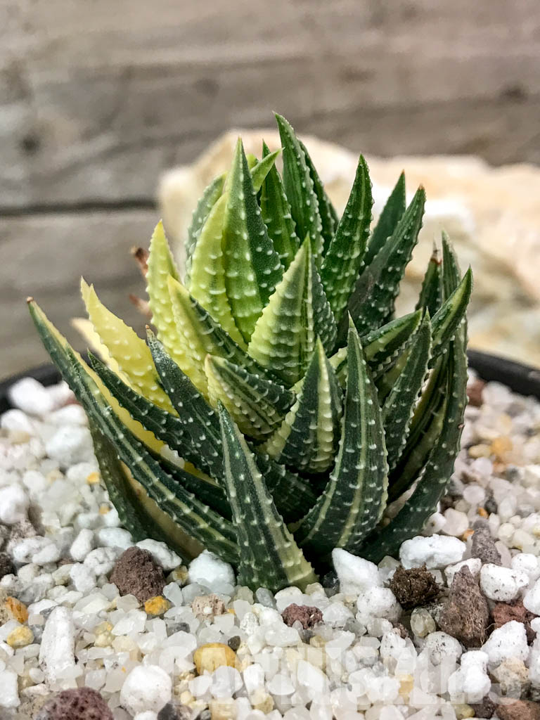 SHPR4718 Haworthia reinwardtii variegated - immagine 2