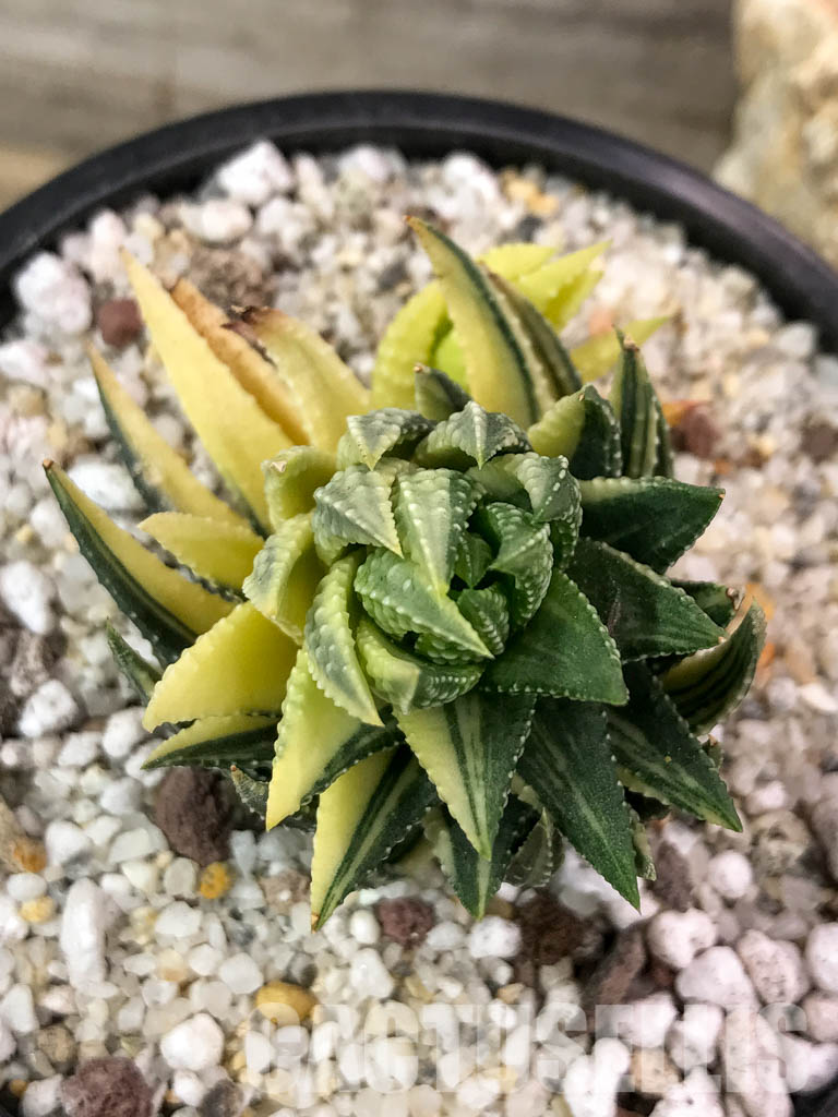 SHPR4718 Haworthia reinwardtii variegated - immagine 4