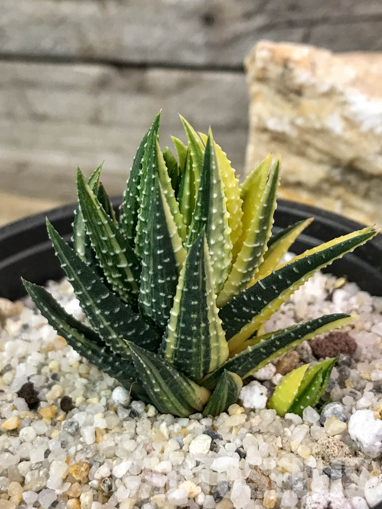 SHPR4718 Haworthia reinwardtii variegated - immagine 5