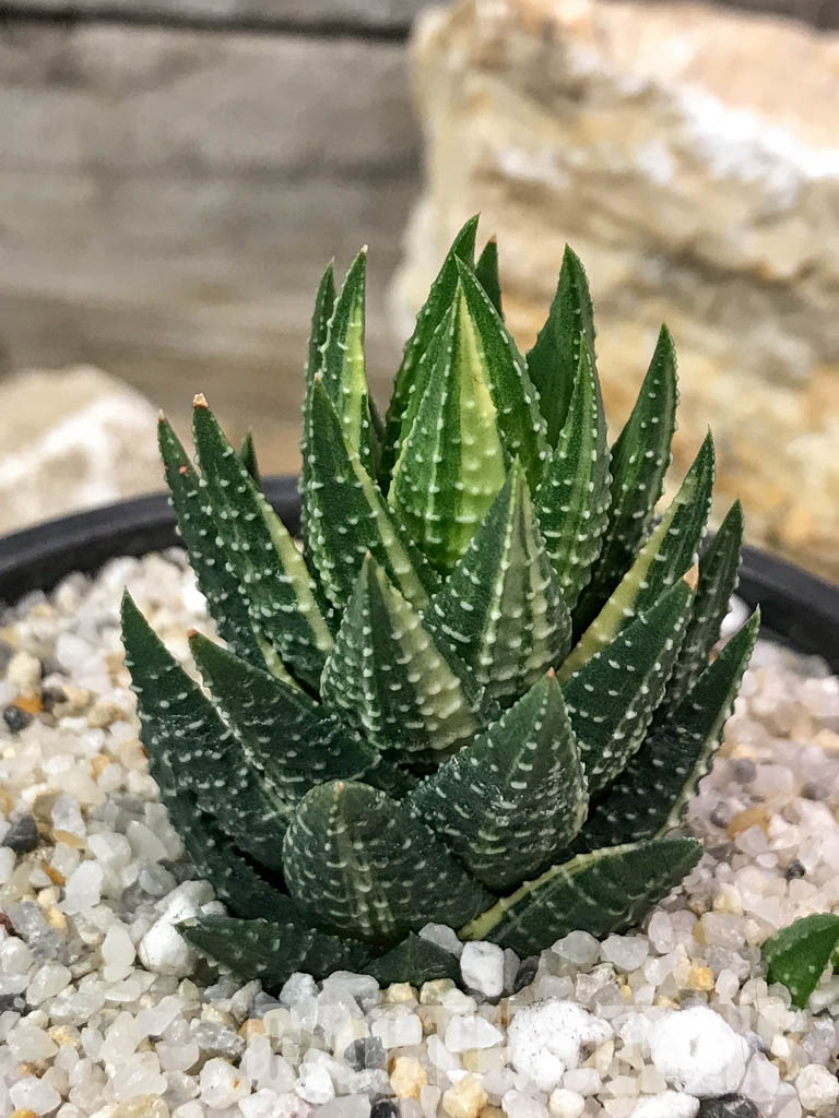 SHPR4718 Haworthia reinwardtii variegated - immagine 7