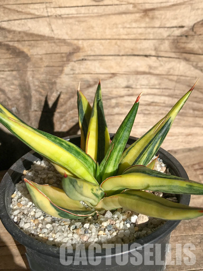 SH4728 Sansevieria downsii variegated – Image 2