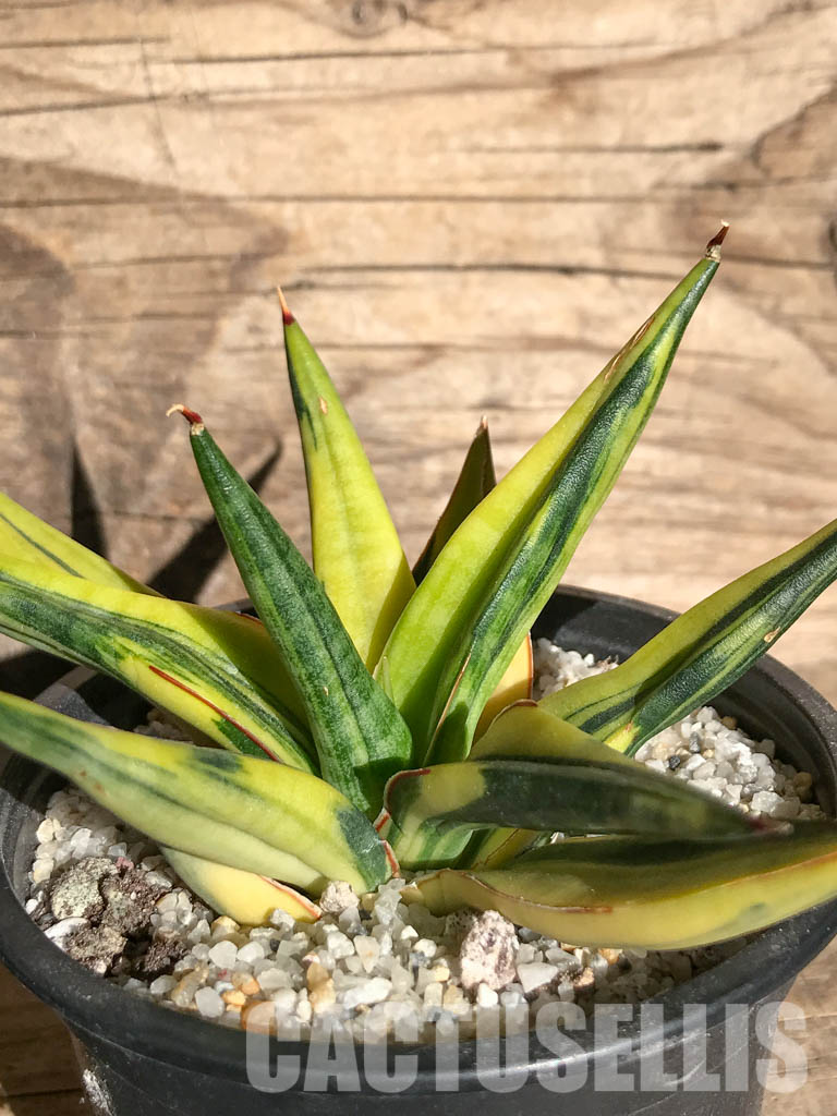SH4728 Sansevieria downsii variegated – Image 3