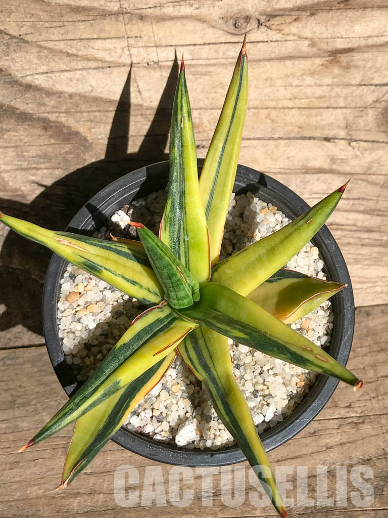 SH4728 Sansevieria downsii variegated