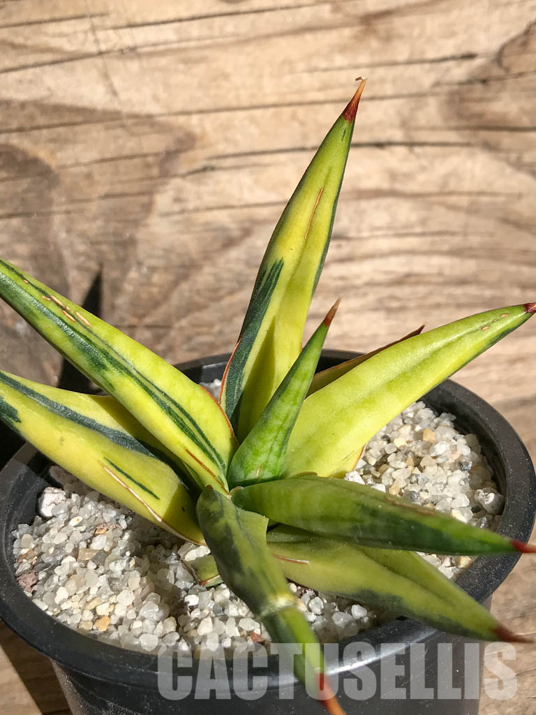 SH4728 Sansevieria downsii variegated – Image 5