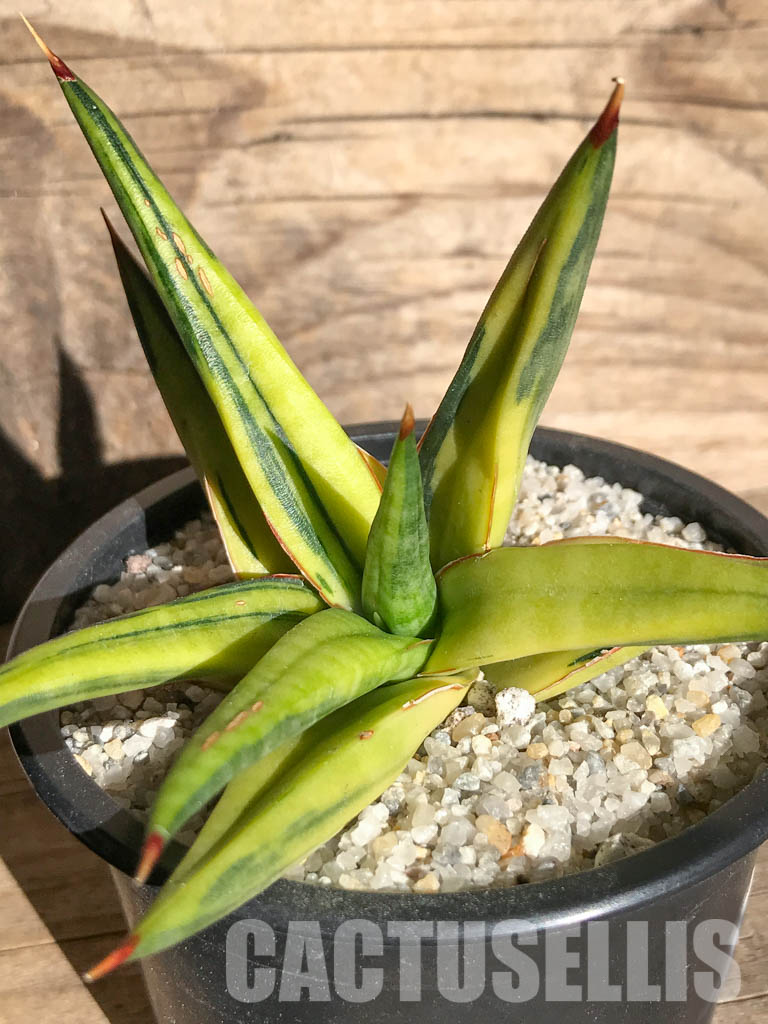 SH4728 Sansevieria downsii variegated – Image 6