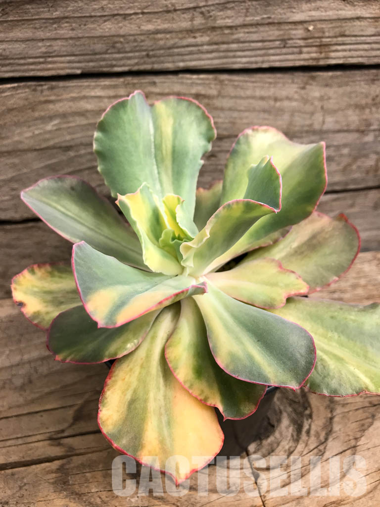SH4737 Echeveria cv “Shaviana curly” variegated