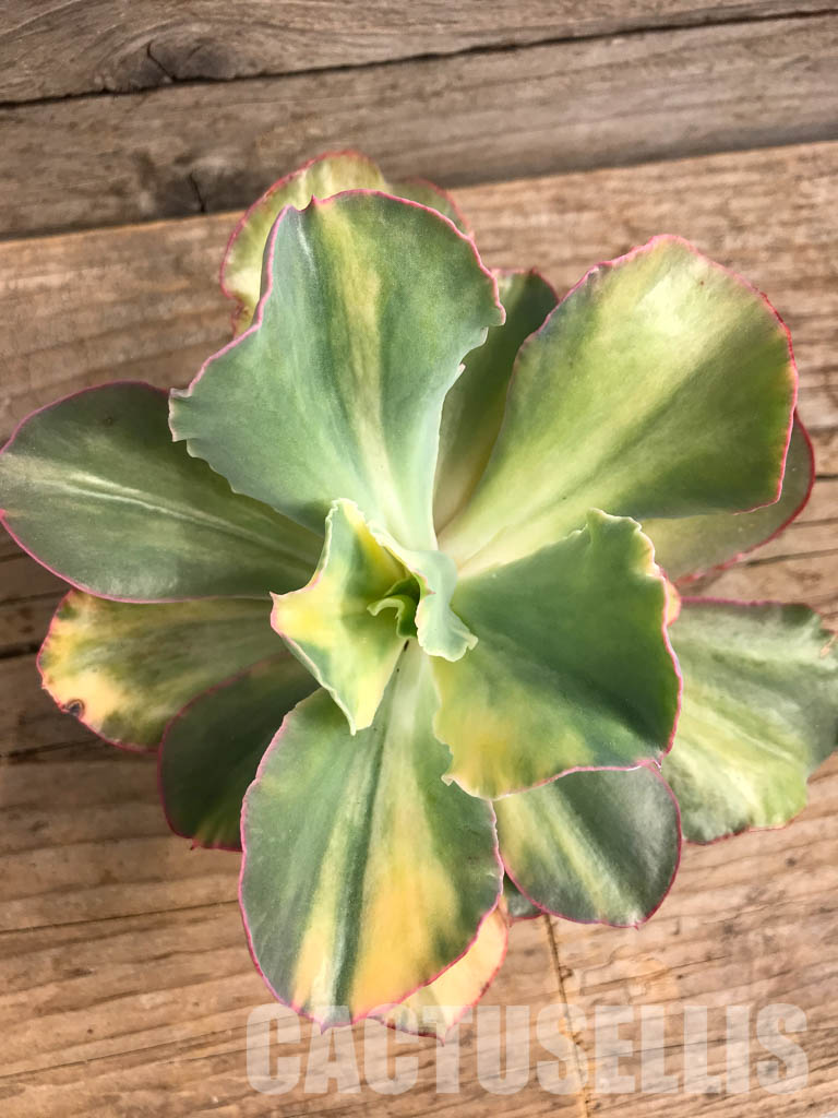 SH4737 Echeveria cv “Shaviana curly” variegated - Image 3