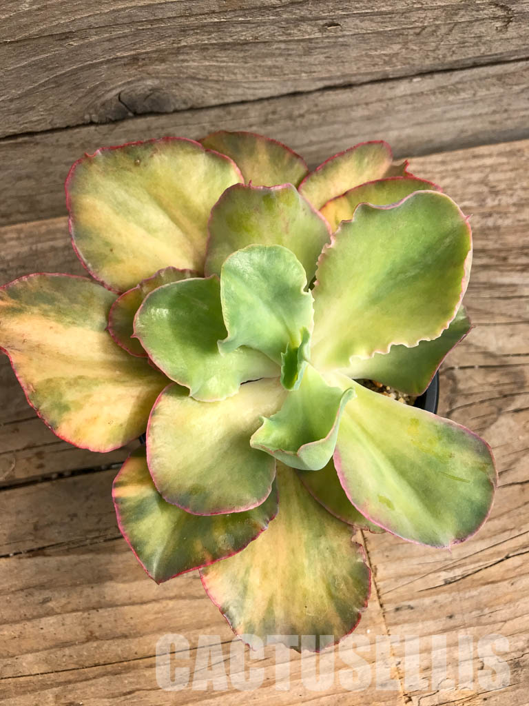 SH4737 Echeveria cv “Shaviana curly” variegated - Image 4