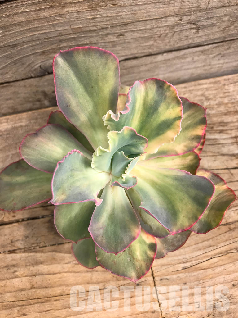 SH4737 Echeveria cv “Shaviana curly” variegated - Image 5