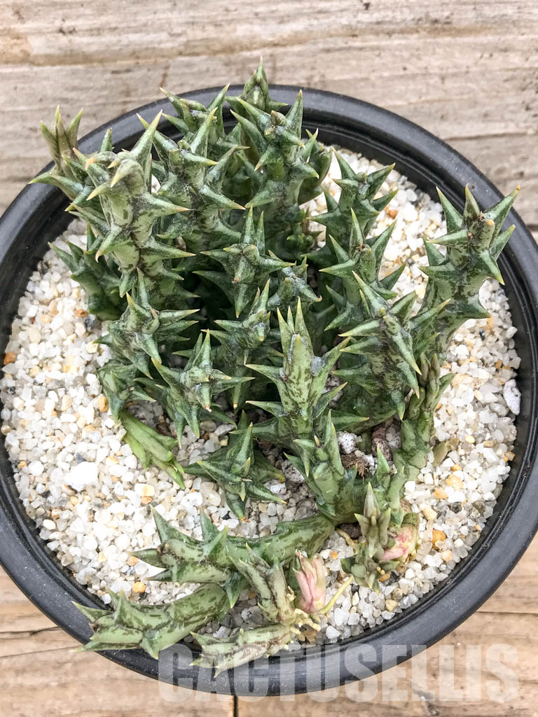 SH4738 Orbea dummeri, East Africa - Image 4