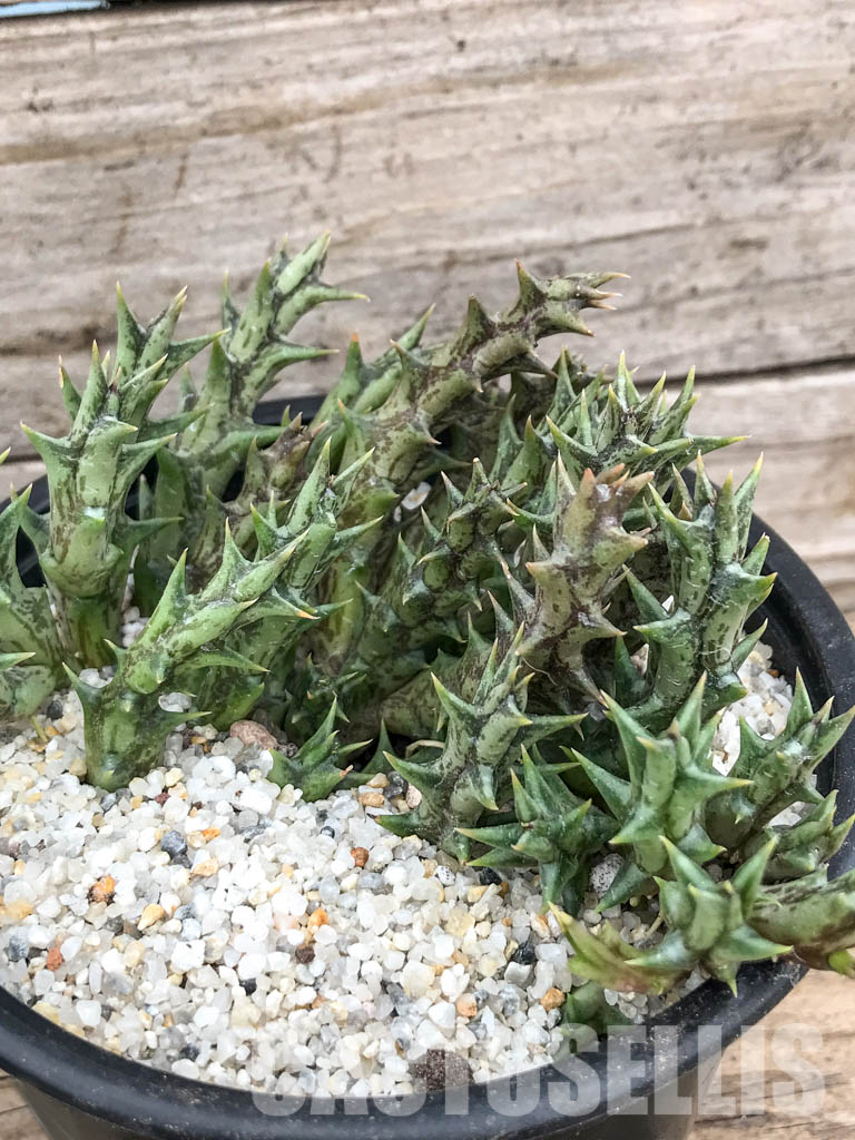 SH4738 Orbea dummeri, East Africa - Image 5