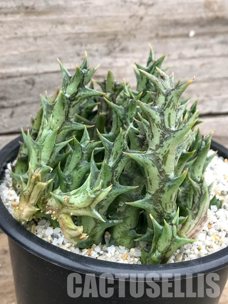 SH4738 Orbea dummeri, East Africa - Image 6