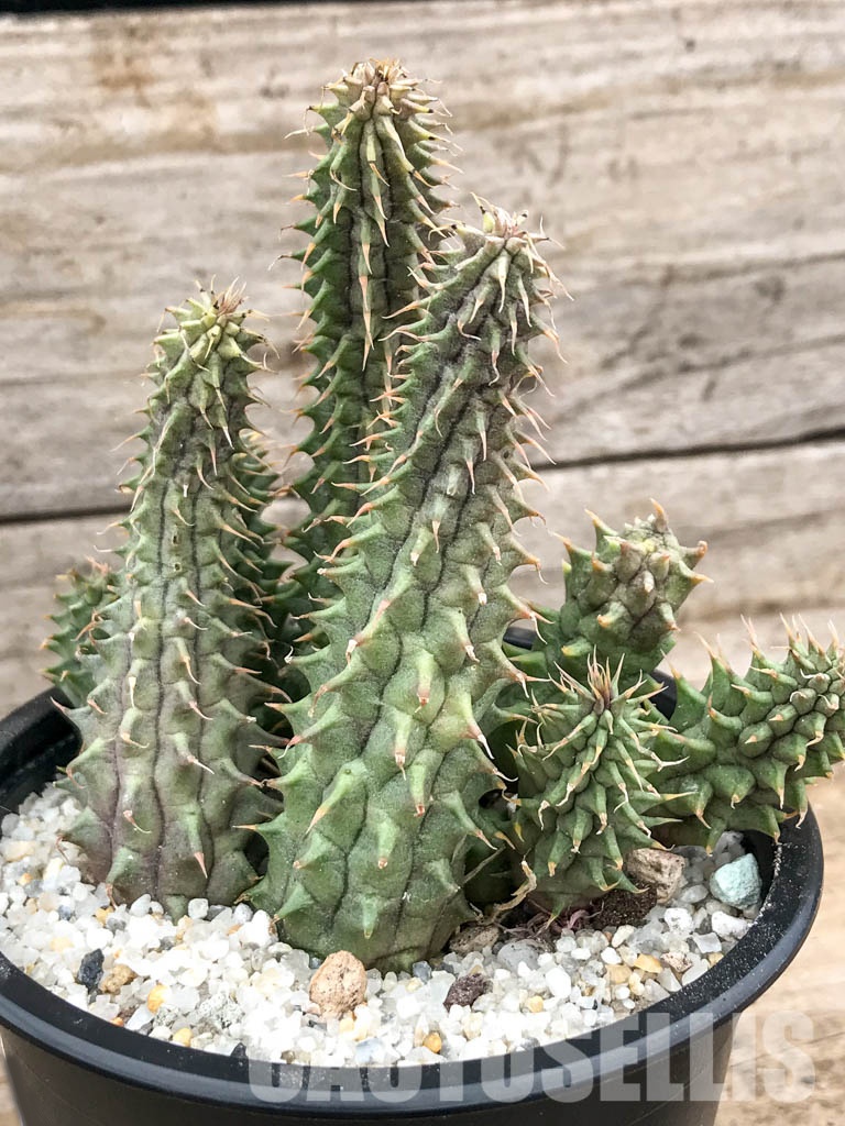 SH4739 Huernia Schneideriana 'Red Dragon' - Image 7