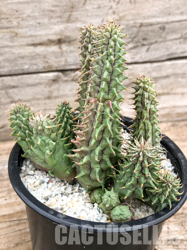 SH4739 Huernia Schneideriana 'Red Dragon' - Image 3