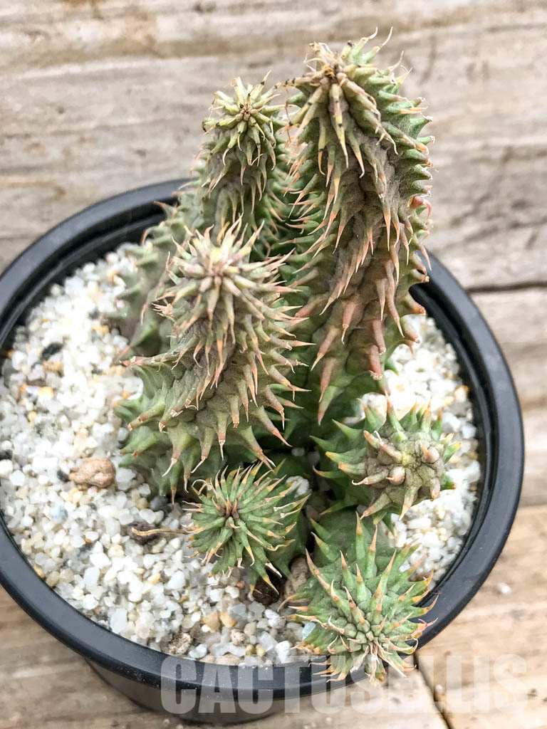 SH4739 Huernia Schneideriana 'Red Dragon' - Image 4