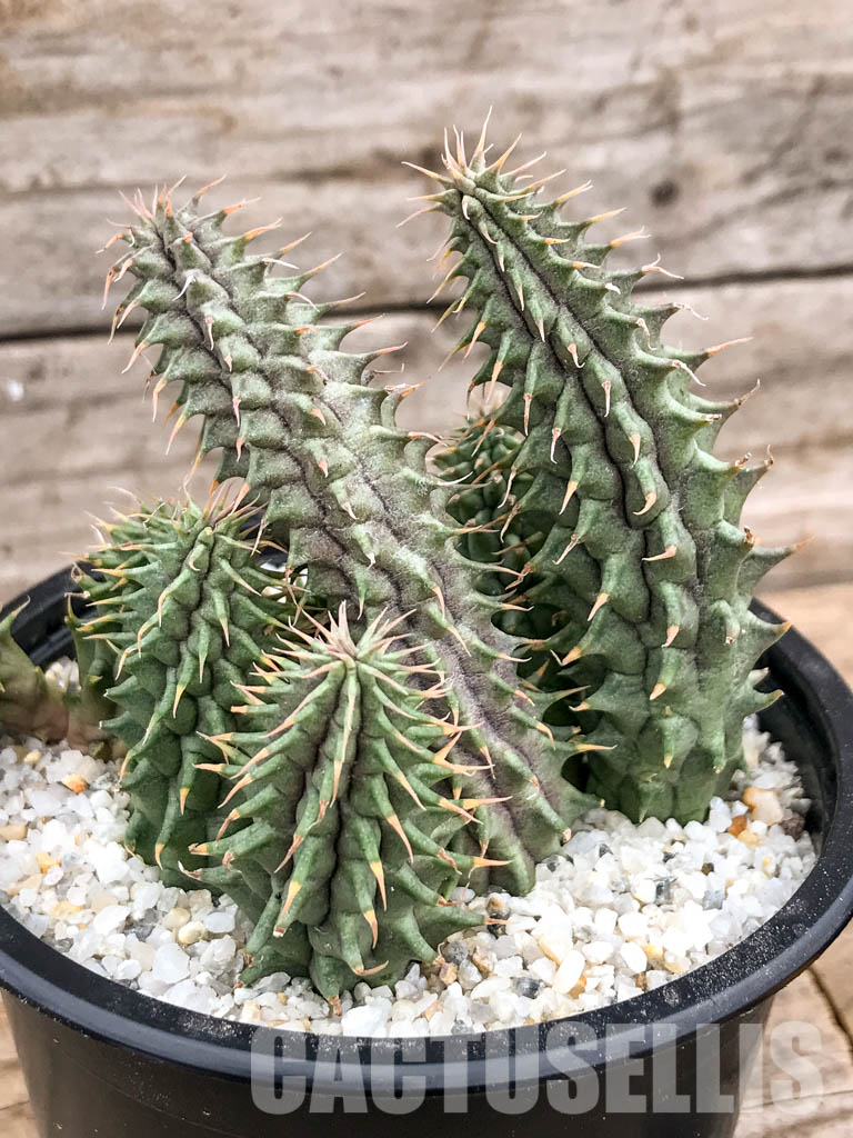 SH4739 Huernia Schneideriana 'Red Dragon' - Image 5