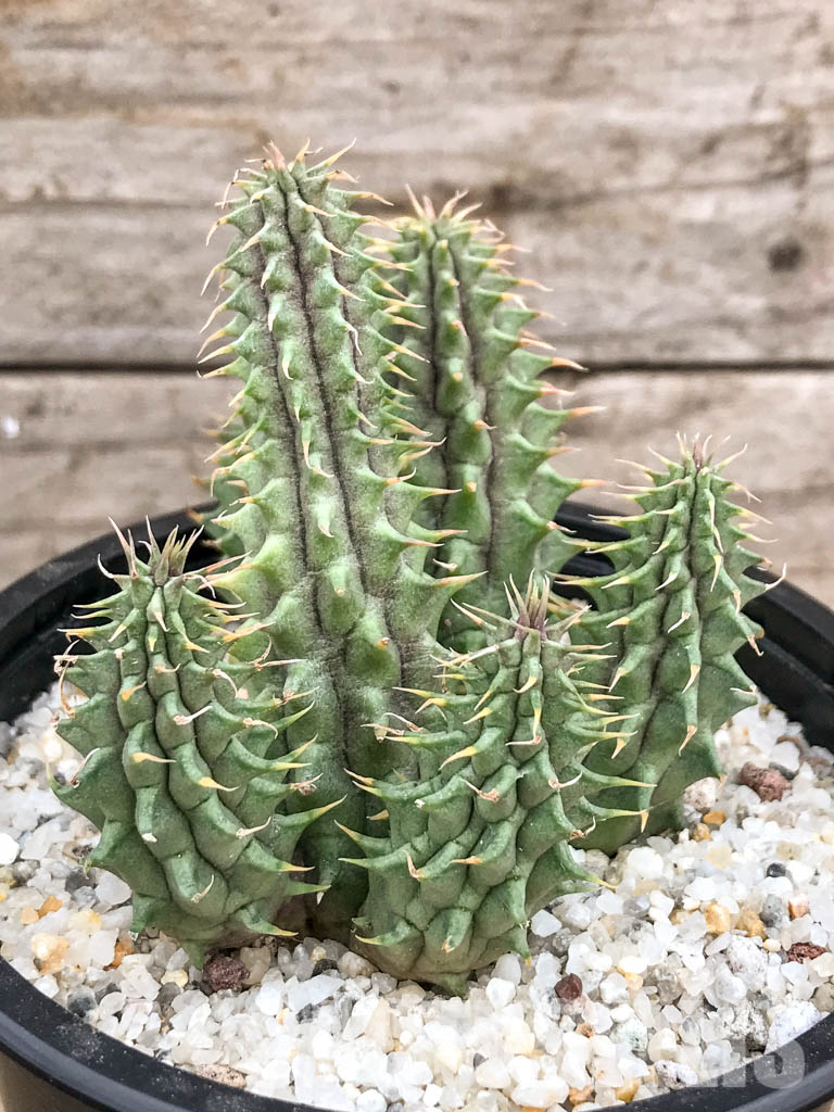 SH4739 Huernia Schneideriana 'Red Dragon' - Image 6