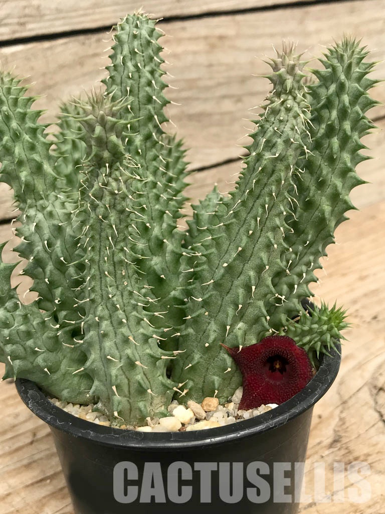 SH4739 Huernia Schneideriana 'Red Dragon'